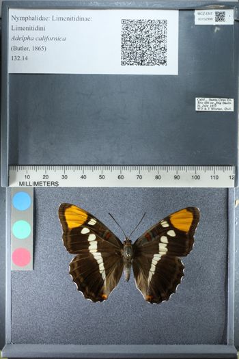 Media type: image;   Entomology 152998
